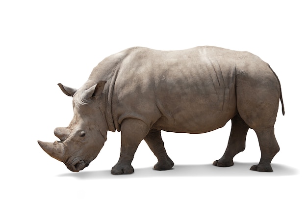 Photo beautiful big adult rhinoceros poses, rare animal