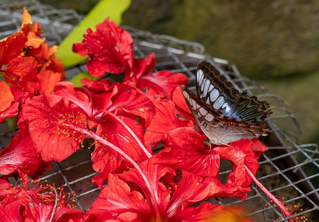 美しい大きな茶色の熱帯フクロウ蝶や赤い花の甘い蜜を食べるカリゴ クローズ アップ表示蝶は蜜を集める