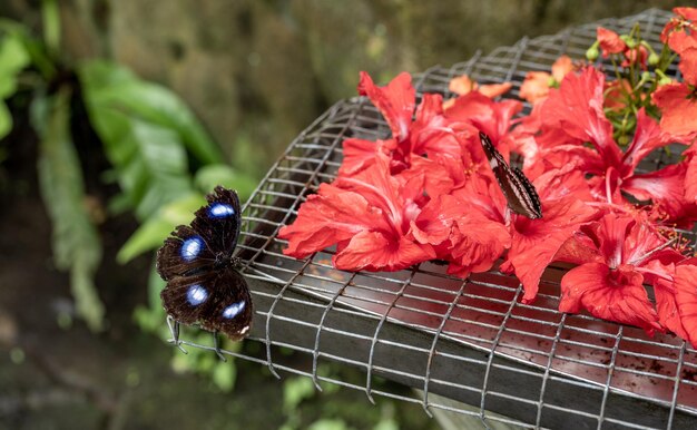 美しい大きな茶色の熱帯フクロウ蝶や赤い花の甘い蜜を食べるカリゴ クローズ アップ表示蝶は蜜を集める