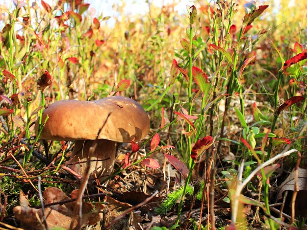 beautiful big cep in the autumn forest