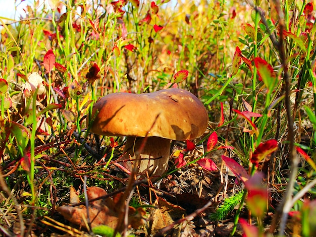 beautiful big cep in the autumn forest