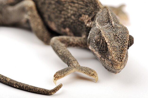 Photo beautiful big chameleon sitting on a white background