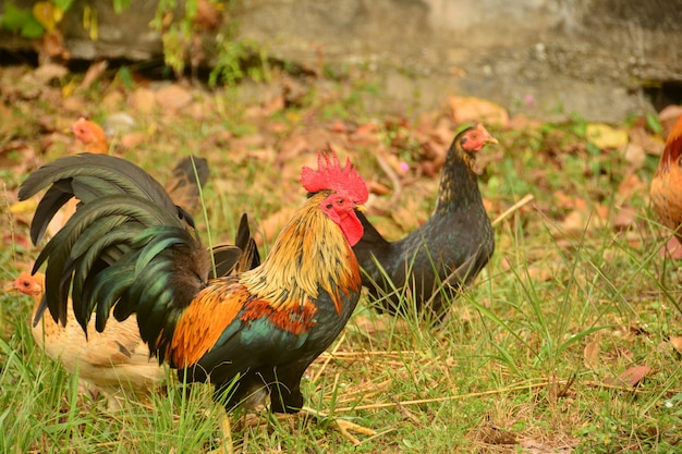 Beautiful Big Cock with big red comb