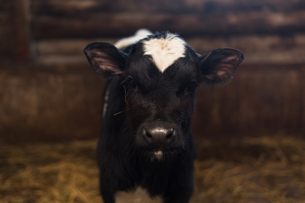 Beautiful big cow on the farm among a lot of hay.