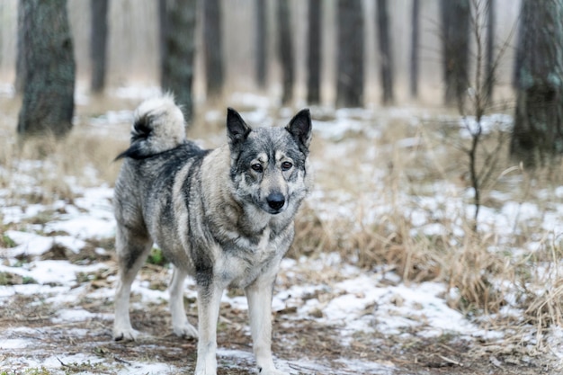 冬の森の美しい大きな犬