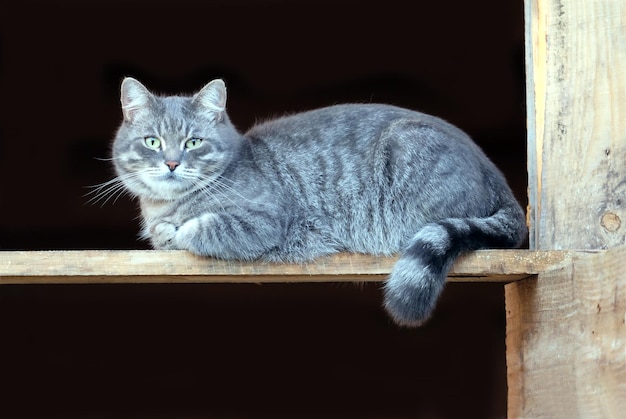 Beautiful big fluffy gray striped domestic cat sitting on wooden board on black background