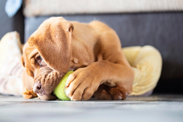 Beautiful big french mastiff puppy looks at the camera