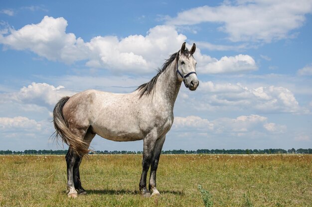 雲の中の空を背景に美しい大きな灰色のスタリオン馬