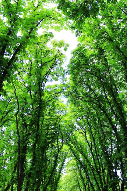 Beautiful and big green trees in the city park