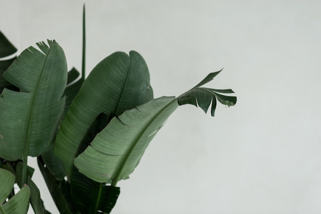 Photo beautiful big leafs of bananas palm plant indoors on white background