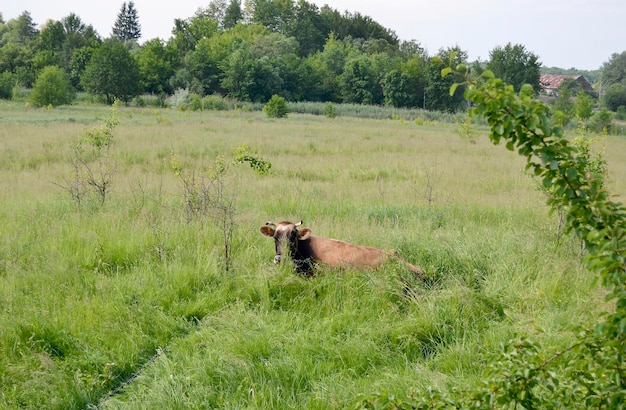 Beautiful big milk cow grazes on green meadow