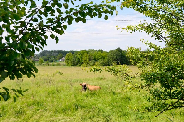 Beautiful big milk cow grazes on green meadow