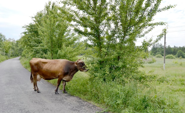 Beautiful big milk cow grazes on green meadow