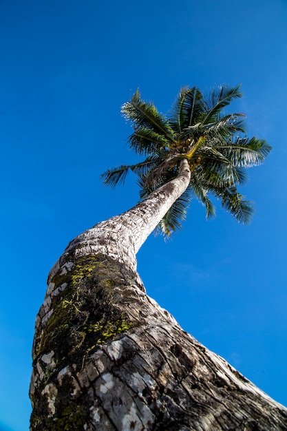 Beautiful big palm tree at the ocean