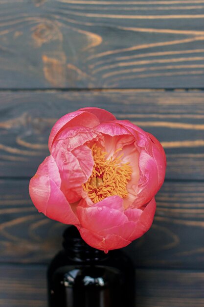 Foto bella grande peonia rosa con gocce d'acqua su legno rustico scuro natura morta copia spazio