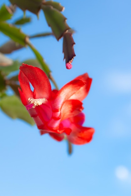 Beautiful big red flower belonging to a Schlumbergera Christmas cactus plant and a blue sky with clouds in the background