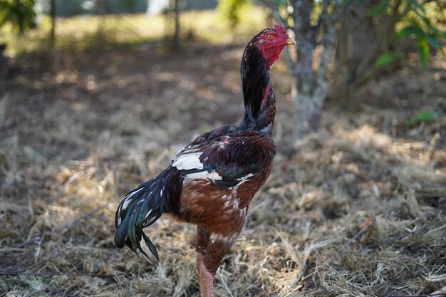 beautiful big rooster in the backyard of the farm