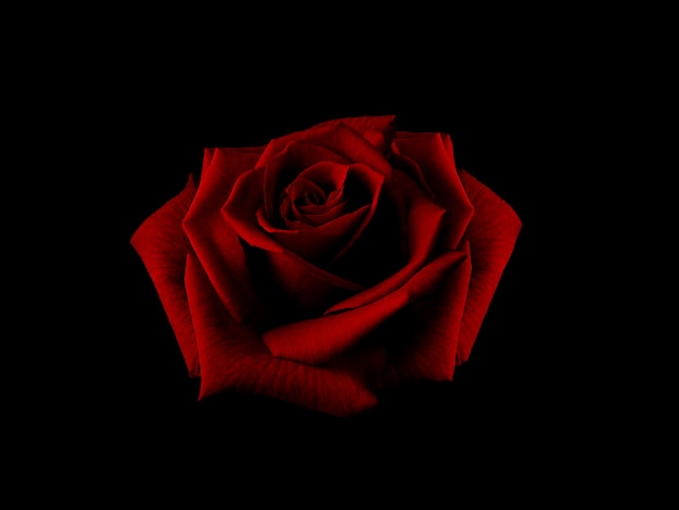 Photo beautiful big rose in the dark red tone on black background