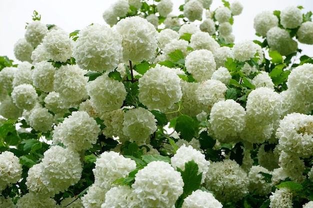 Beautiful and big Snowball Bush