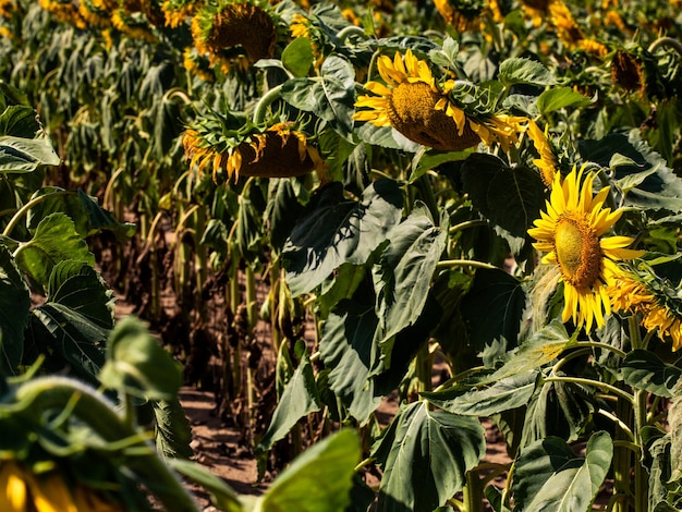 The beautiful big sunflower field in summer background