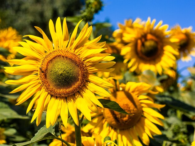 The beautiful big sunflower field in summer background