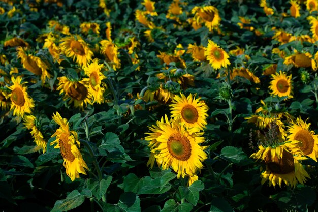 The beautiful big sunflower field in the summer background