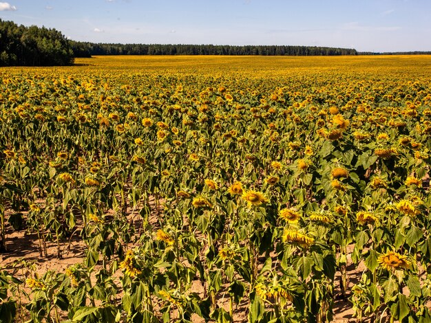 Il bellissimo grande campo di girasoli sullo sfondo estivo