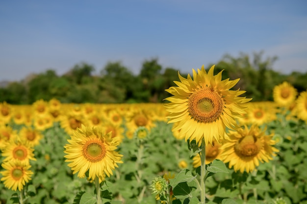 Beautiful big sunflower in sunflower field on summer with blue sky  at Lop buri province,THAILAND