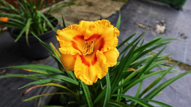 Beautiful big vibrant yellow daylily blackberry sherbet flower blooming