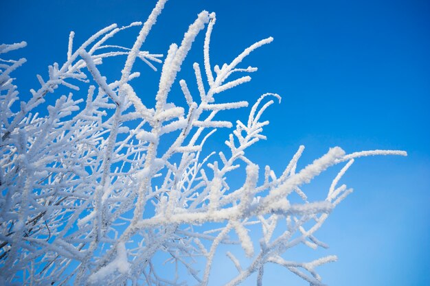 雪の装飾の美しい白樺の枝。