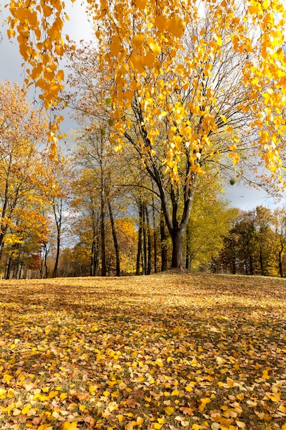 Beautiful birch foliage