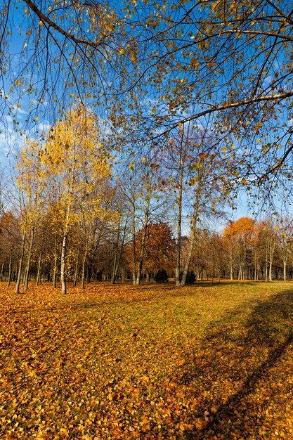 Beautiful birch foliage