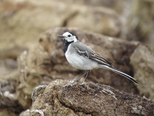 Beautiful bird in an amazing place