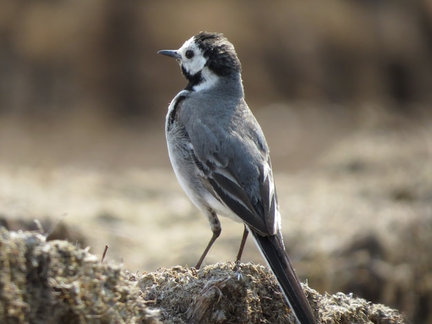 Beautiful bird on a beautiful background