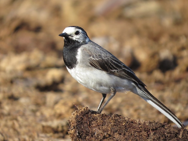 Beautiful bird on a beautiful background