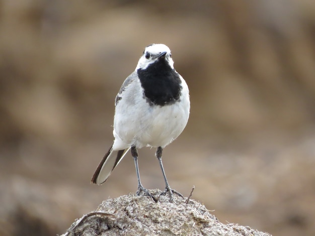 Beautiful bird on a beautiful background