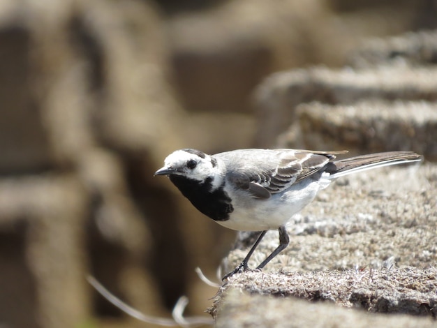 Beautiful bird on a beautiful background