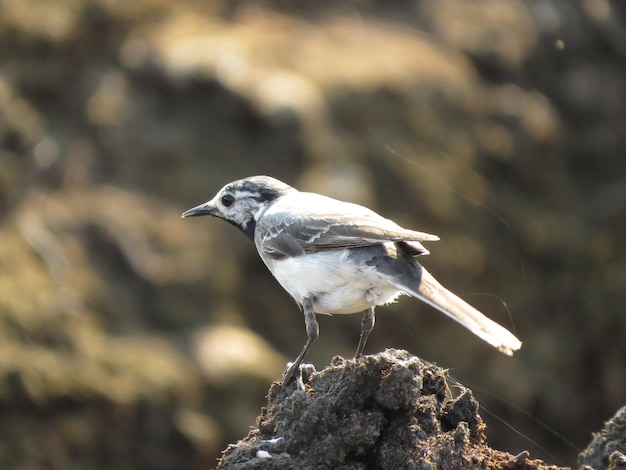 Beautiful bird on a beautiful background