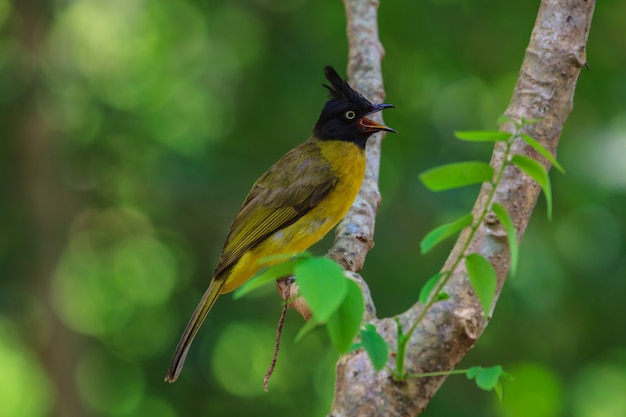 美しい鳥Black-Crested Bulbul