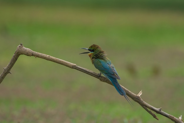 Красивая птица Голубой хвост пчелы на ветке. (Merops philippinus)