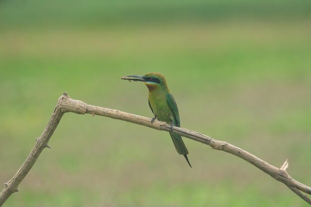 나뭇 가지에 아름 다운 새 파란 꼬리 꿀벌 공룡 (Merops philippinus)