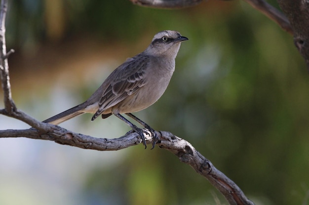 Beautiful bird on branch