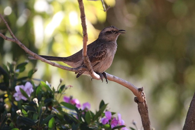 Foto bellissimo uccello sul ramo