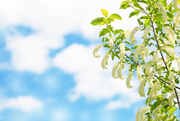 写真 曇った青い空を背景に花の美しい鳥桜