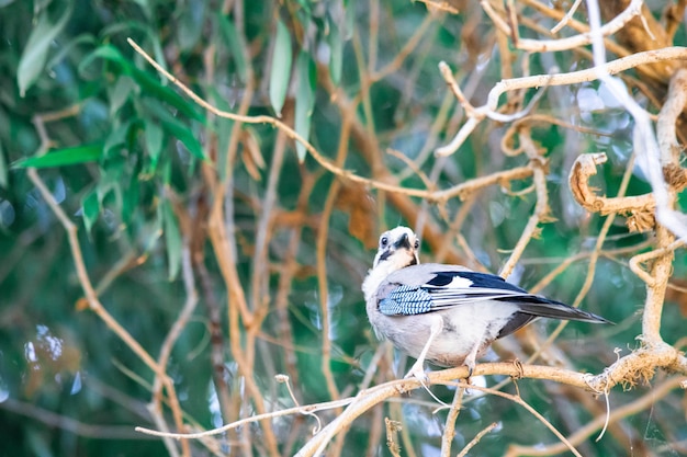 Beautiful bird close-up on a tree among the foliage. high quality photo