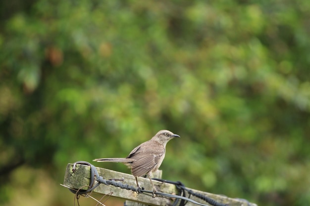 Beautiful bird in farm