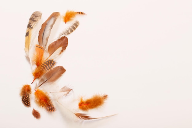 Beautiful bird feather on white background