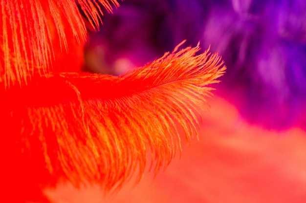 Beautiful bird feathers for decorative aims