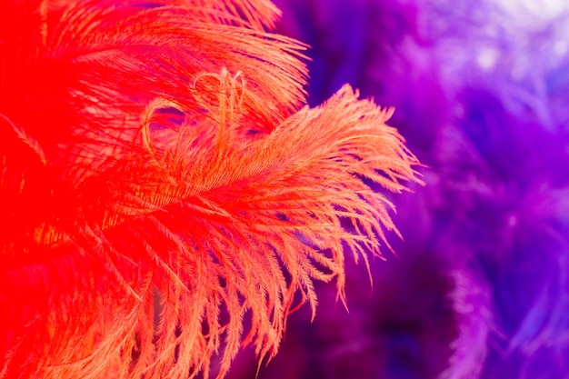 Beautiful bird feathers for decorative aims