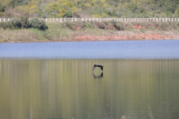 Beautiful bird flying above the water to hunt fish.